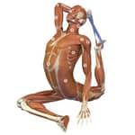 Bandha Yoga