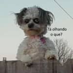 Animais fantásticos 🦆 e onde habitam