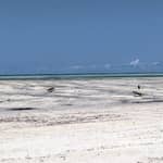 Zanzibar Chat