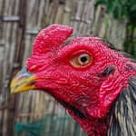 Video ayam bangkok, pakhoy, mangon, khoytrad (Kandang abraham)